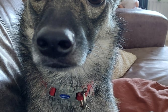 Sara, a Romanian rescue cross breed, was lost near the Perry Elm Roundabout when she slipped her harness on Thursday, October 10